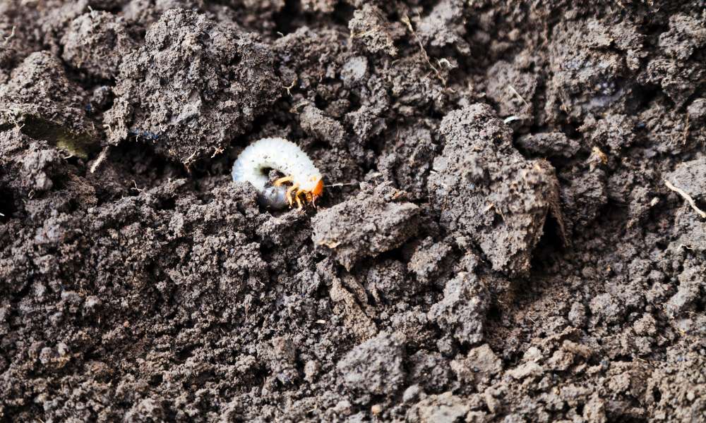 Treatment For Grubs In Outdoor