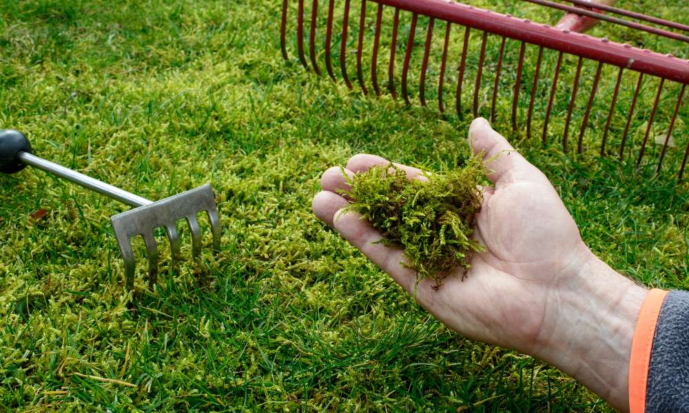 How To Kill Moss In Lawn